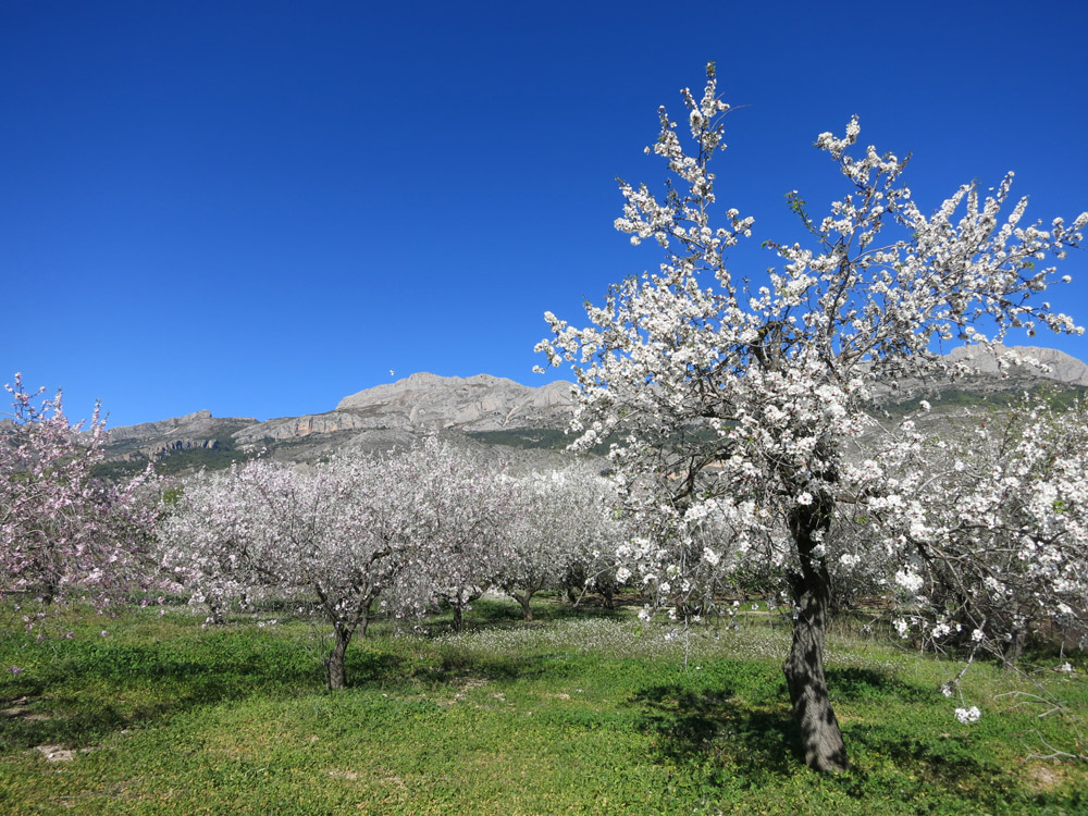 Almendros en flor y Serra de Bernia