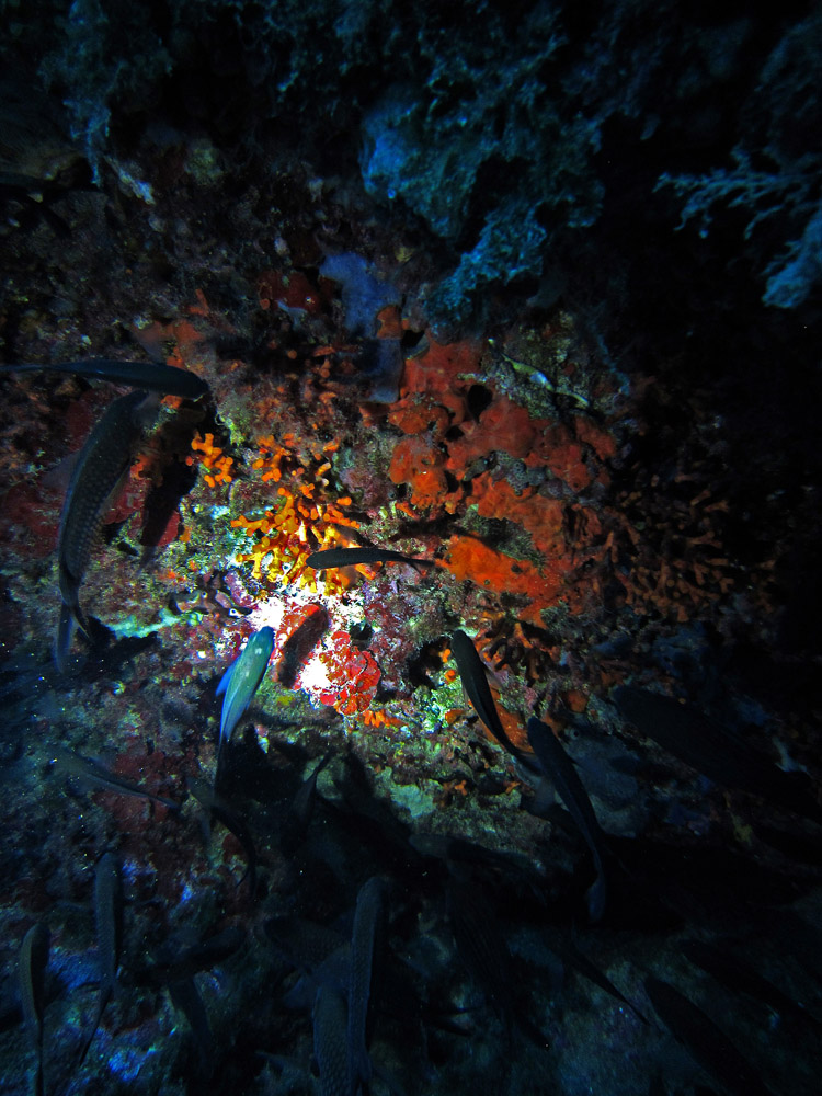 Coral de colores y castañuelas